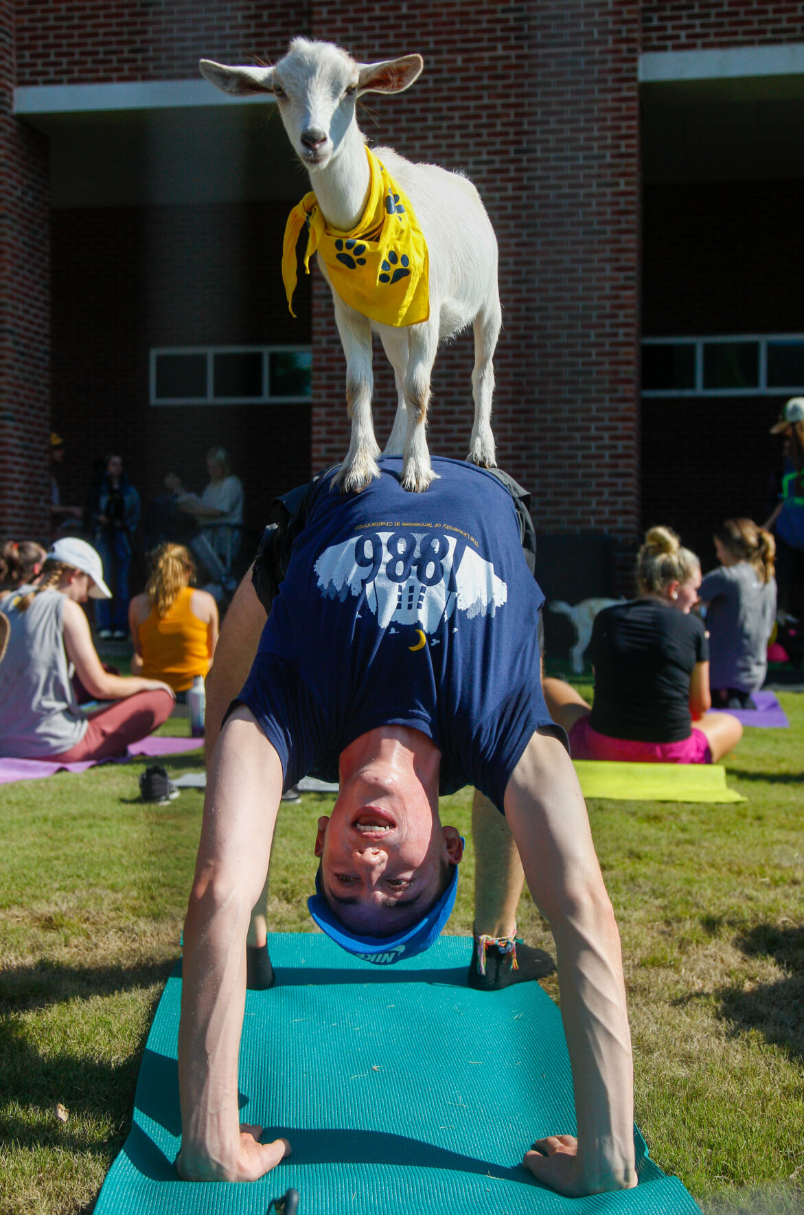 Goat Yoga